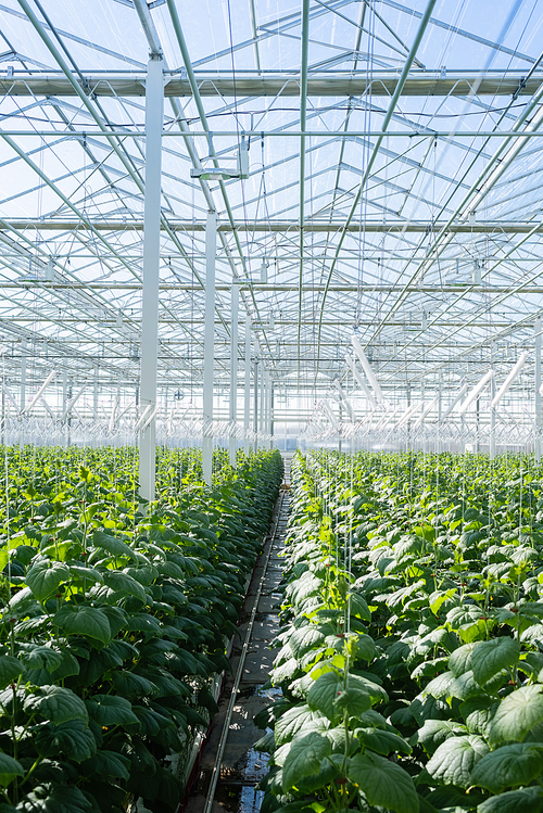 spacious greenhouse with plantation of cucumber plants