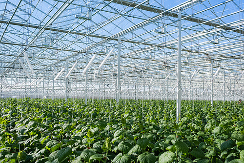 plantation of cucumber plants in greenhouse with natural light