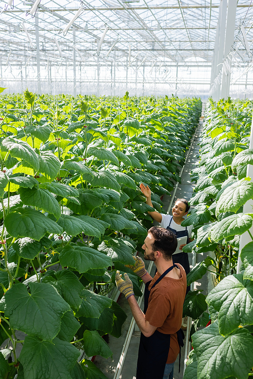 high angle view of multiethnic farmers working near plants in greenhouse