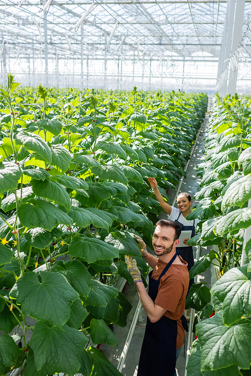 happy interracial farmers  while working in greenhouse