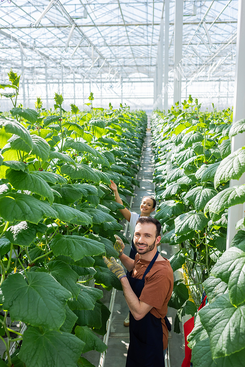 smiling farmer  while working in glasshouse with african american colleague