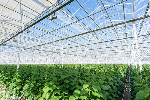 green cucumber plants growing in large glasshouse