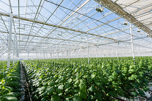 plantation of cucumber plans growing in spacious greenhouse