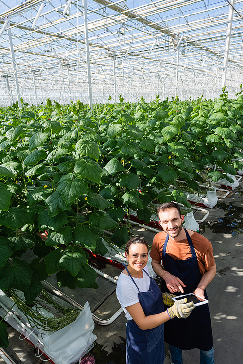 high angle view of smiling farmer pointing at digital tablet near african american colleague in glasshouse