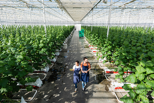 african american farmer pointing with hand while walking in greenhouse with colleague