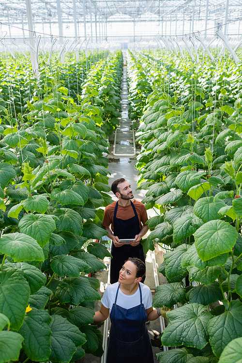 high angle view of farmer with digital tablet near african american colleague in glasshouse