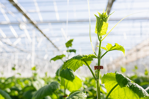 close up view of cucumber plant in greenhouse on blurred background