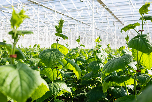 selective focus of cucumber plants growing in glasshouse, blurred foreground