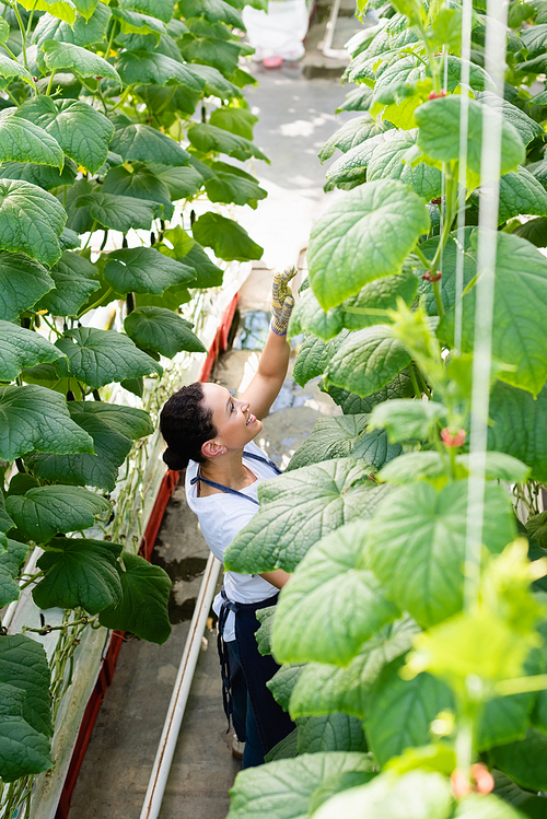 high angle view of african american farmer working near cucumber plants in greenhouse