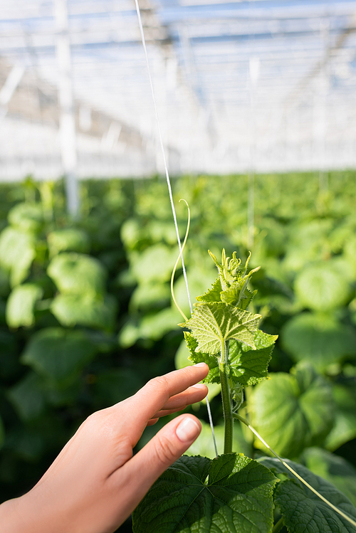 cropped view of female hand near green cucumber plant in glasshouse