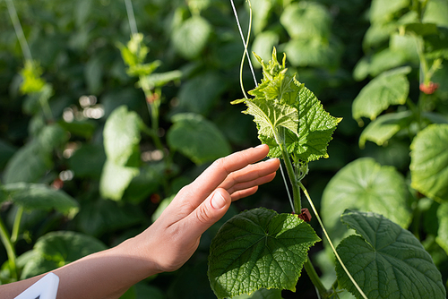 partial view of woman touching green cucumber plant