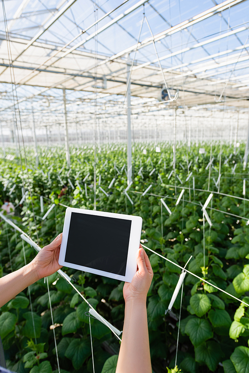 cropped view of farmer holding digital tablet with blank screen in greenhouse