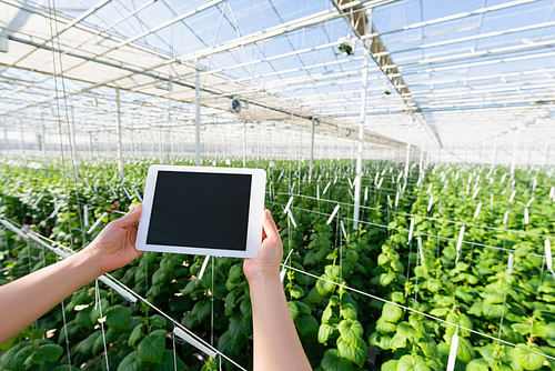 partial view of woman holding digital tablet with blank screen in greenhouse