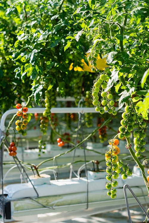 green cherry tomatoes growing in glasshouse