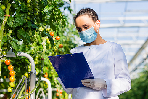 african american quality inspector in medical mask holding clipboard near tomato plants in greenhouse