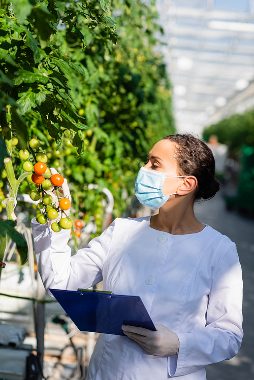 african american agricultural technologist inspecting cherry tomatoes in greenhouse