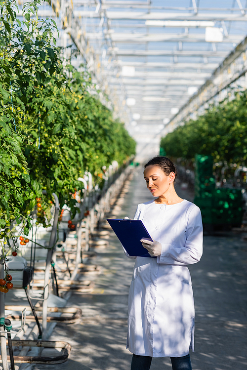 african american quality inspector writing on clipboard near tomato plants in greenhouse