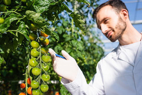 quality inspector looking at cherry tomatoes in greenhouse, blurred background