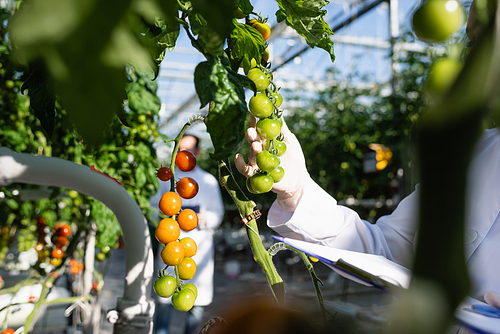 cropped view of agricultural technologist near branches of cherry tomatoes in greenhouse