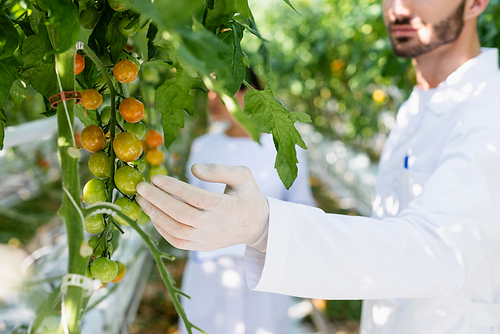 cropped view of quality inspector examining cherry tomatoes, blurred background