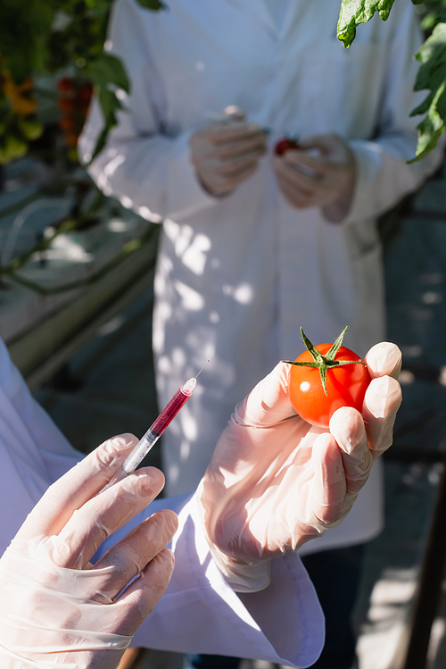 cropped view of quality inspector in latex gloves holding syringe and tomato in greenhouse