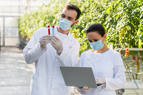 multiethnic agricultural technologists in medical masks working with test tubes and laptop in greenhouse