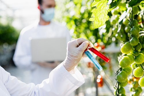 cropped view of agricultural technologist with test tubes near colleague in medical mask on blurred background