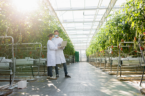 interracial agricultural technologists in medical masks standing with laptop near tomato plants in greenhouse