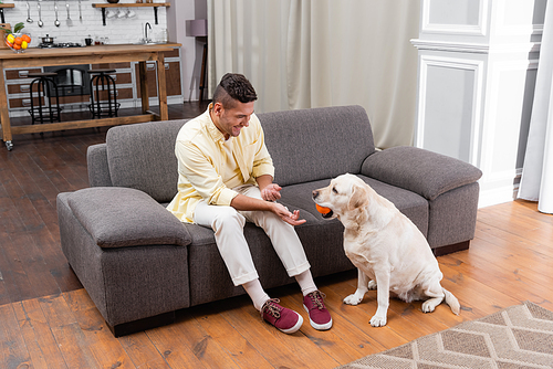 labrador dog holding toy ball in mouth near cheerful man sitting on couch
