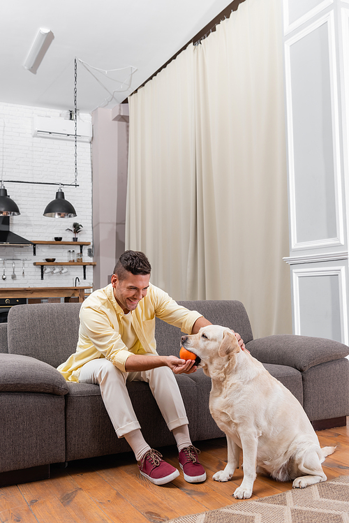 joyful man playing with labrador dog while sitting on sofa at home