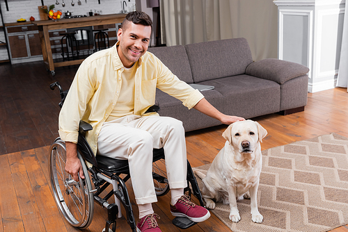 handicapped man petting labrador dog while sitting in wheelchair at home