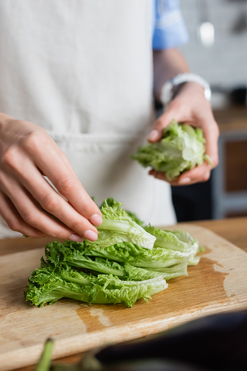 close up view of female hands holding lettuce in kitchen