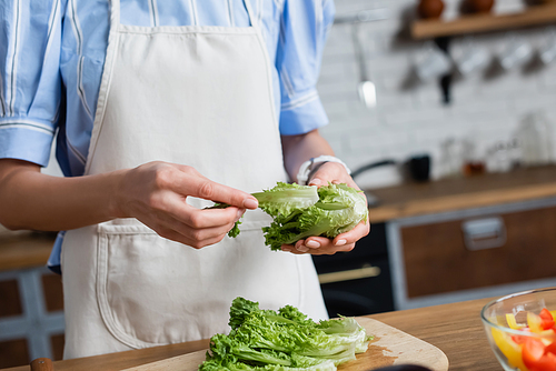 partial view of female hands holding greenery in kitchen