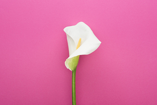 beautiful white calla lily with green stem on pink background
