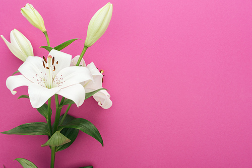 beautiful white lilies with green leaves and buds on pink background
