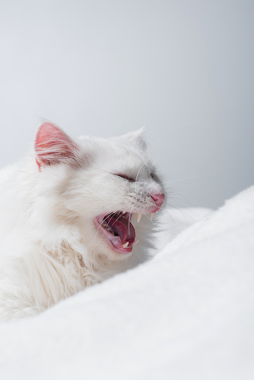 fluffy cat yawning near soft blanket isolated on grey