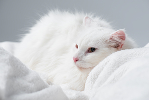 fluffy cat resting on soft blanket isolated on grey