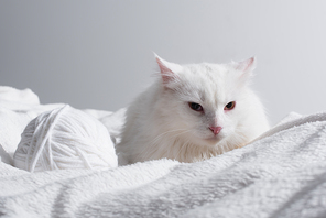 white cat near tangled ball of thread on soft blanket isolated on gray
