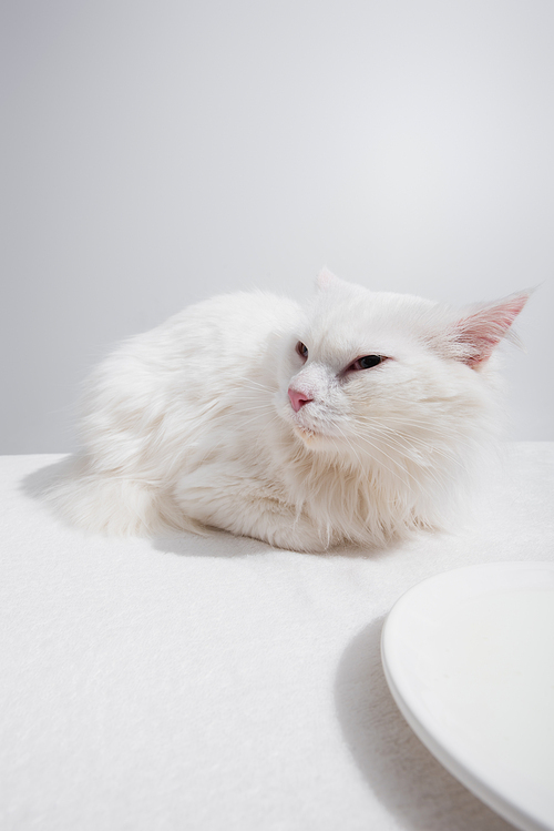 domestic fluffy cat lying near plate with milk on white desk isolated on grey