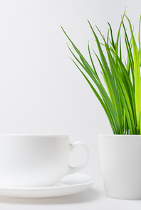 green plant near empty cup and saucer isolated on white