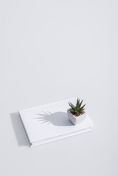 high angle view of green plant on book with hardcover on white