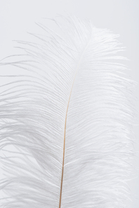 weightless and soft feather isolated on white