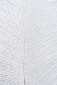 lightweight and soft feather isolated on white