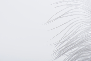 weightless and soft feather isolated on white with copy space