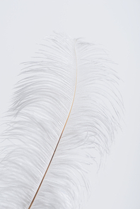 weightless and fluffy feather isolated on white