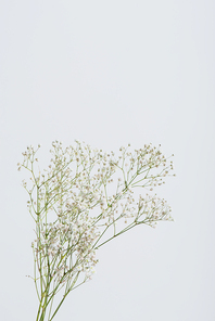 branches with blooming gypsophila flowers isolated on white