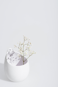 branch with blooming flowers in vase on white background