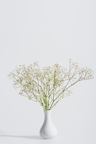 blooming flowers in vase on white background