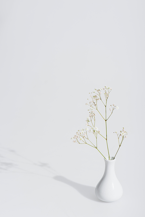 shadow near blooming flowers in vase on white background