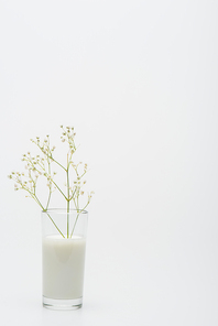 branch with blooming flowers in glass with milk isolated on white